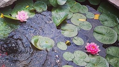 Ninfee nane rustiche 