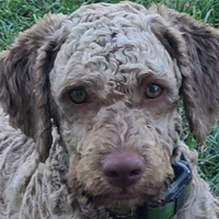 Cani da tartufo