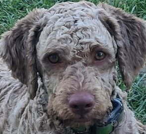 Cani da tartufo