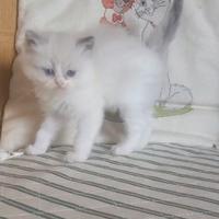 Ragdoll cuccioli dolcissimi