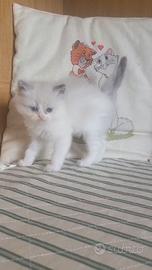 Ragdoll cuccioli dolcissimi