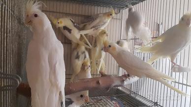 Calopsiti faccia pastello