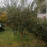 pianta di ulivo 
