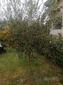 pianta di ulivo 