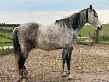 Cavallo