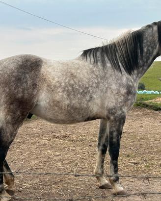 Cavallo