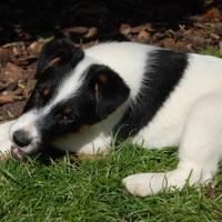 Fox terrier a pelo liscio