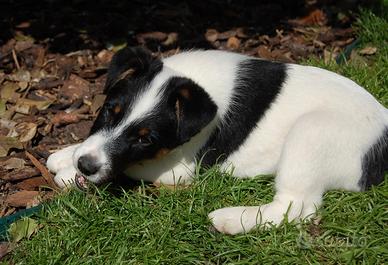 Fox terrier a pelo liscio