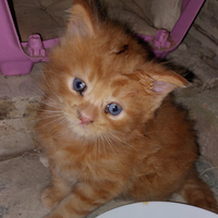 Cuccioli gatto di maine coon