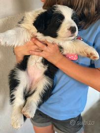 Border collie con pedigree