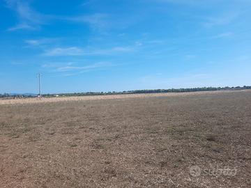 Terreno agricolo Piombino (Alturetta)