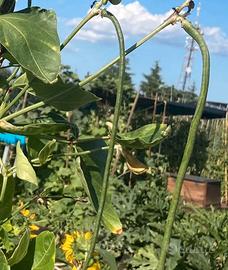 Fagiolini lunghi a metro + omaggio semi