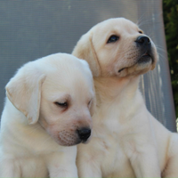 Cuccioli Labrador retriever toscana