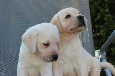 Cuccioli Labrador retriever toscana