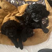 Cuccioli di barboncini nani