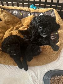 Cuccioli di barboncini nani