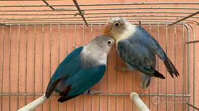 Inseparabili Opalini Blu