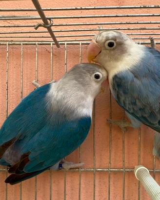 Inseparabili Opalini Blu
