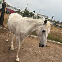 Coppia di cavalli mamma e figlio