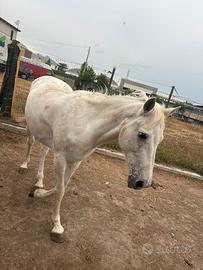 Coppia di cavalli mamma e figlio