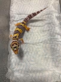 Gechi Leopardini non sessati