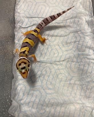 Gechi Leopardini non sessati