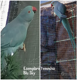 Parrocchetti dal collare