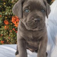 Cane Corso Cuccioli pedigree