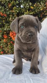 Cane Corso Cuccioli pedigree