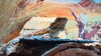Drago barbuto