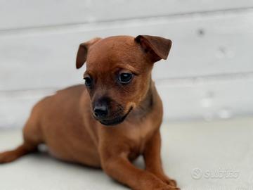 Pinscher