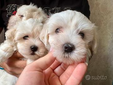 Maltese toy cucciolo