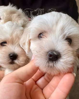 Maltese toy cucciolo