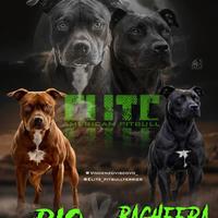 Cuccioli American Pitbull Terrier(Ukc/Adba)