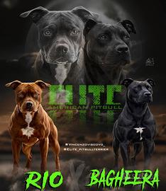 Cuccioli American Pitbull Terrier(Ukc/Adba)