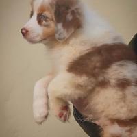 Cucciolo maschio pastore australiano pedigree