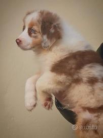 Cucciolo maschio pastore australiano pedigree