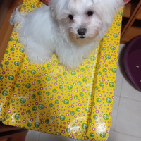 Cucciolo maltese puro