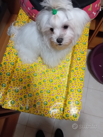 Cucciolo maltese puro