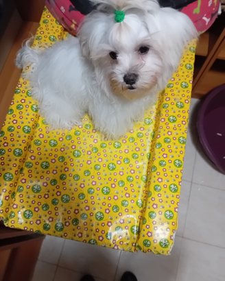 Cucciolo maltese puro