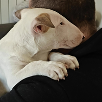Cuccioli bull terrier