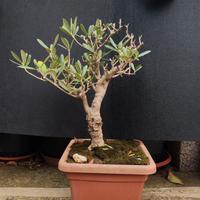 bonsai di ulivo 10/25