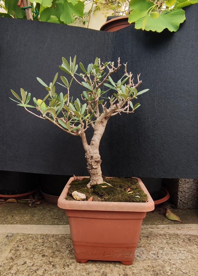 Vaso Giapponese rettangolare in plastica marrone per bonsai 21,5x15x7 cm - PG5