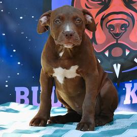 Cucciole di American Bully XL.