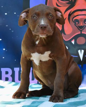 Cucciole di American Bully XL.