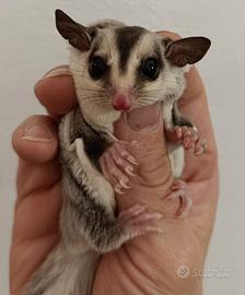 Petauro dello zucchero