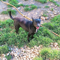 Chlo cagnolina taglia piccola