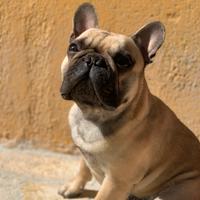Bulldog francese
