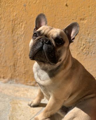 Bulldog francese