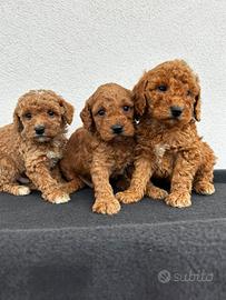 Barboncino Toy 3 mesi circa maschi